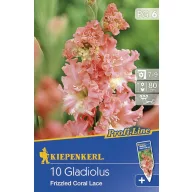 Bulbi de flori Kiepenkerl Gladiole Fr. Coral lace 6 buc