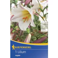 Bulbi de flori Kiepenkerl  Crinul Regal 1 buc