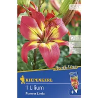 Bulbi de flori Kiepenkerl Liliom Forever Linda 1 buc