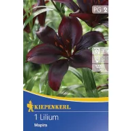 Bulbi de flori Kiepenkerl Liliom Mapira 1 buc