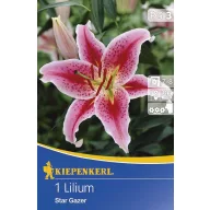 Bulbi de flori Kiepenkerl Liliom Stargazer 1 buc