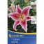 Bulbi de flori Kiepenkerl Liliom Stargazer 1 buc