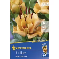 Bulbi de flori Kiepenkerl Liliom Apricot Fudge 1 buc
