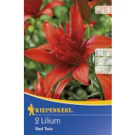 Bulbi de flori Kiepenkerl Liliom Red Twin 2 buc