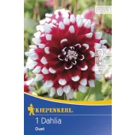 Bulbi de flori Kiepenkerl Dhalia Duet 1 buc