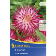 Bulbi de flori Kiepenkerl Dahlia Dutch Explosion 1 buc