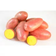  Tuberculi de cartofi de semănat "Valery" 50 db