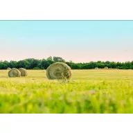   semințe de iarbă profesională amestec de luncă Mix natural (toleranță la secetă) 25 kg