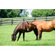   Semințe de iarbă Amestec profesional de pășune Putere de Cal (pășune de cal tolerantă la secetă) 25 kg