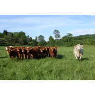   Semințe de iarbă Amestec profesional de pășuneTaurus (Pășune bovine) 25 kg
