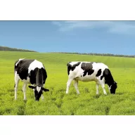   Semințe de iarbă  Amestec profesional de pășune Genius (pășune bovine) 25 kg