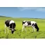 Semințe de iarbă  Amestec profesional de pășune Genius (pășune bovine) 25 kg