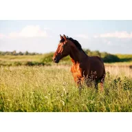   Semințe de iarbă Amestec profesional de pășune Pegazus (pășunatul calurilor în zonele umede) 25 kg