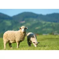 Semințe de iarbă Amestec profesional de pășune 25 kg