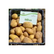 Cartofi de semănat "Milva" 50 buc