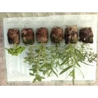 Grill-mix pachet de răsaduri 6 buc