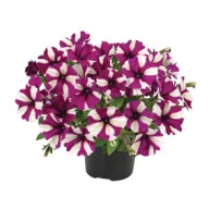 Petunie amestec de răsaduri pentru cutii de balcon   6 buc 