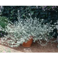 Bakopa - amestec de răsaduri de flori de paie cu 6 bucăți