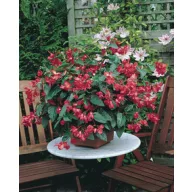 Begonia - Dalia răsaduri pentru cutii de balcon   6 buc