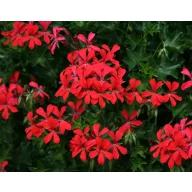   Geranium și plante anti-țânțari - plante târâtoare, amestec de răsadurii 6 bucăți