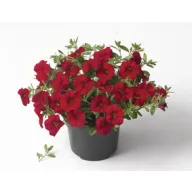 Petunia amestec de răsaduri de plante târâtoare 6 buc