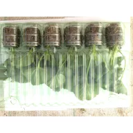   Geranium (în picioare)  Mylena-Anne ambalaj de 6 răsaduri/pachet