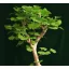 Pin de Fern (Ginkgo biloba) 5 semințe