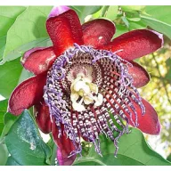   Floare de pasiune uriașă (Passiflora quadrangularis) 5 semințe