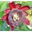 Floare de pasiune uriașă (Passiflora quadrangularis) 5 semințe