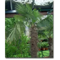   Palmă de cânepă chineză (Trachycarpus fortunei) 5 semințe
