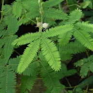 Mimosa senzitivă (Mimosa pudica) 5 semințe