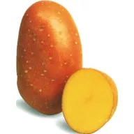 Tuberculi de semănat cartofi "Laura" 5 kg