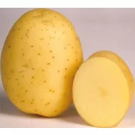 Tuberculi de semănat cartofi "Marabel" 5 kg