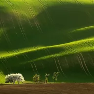   AKG "Zöldugar 1" Amestec de semințe de iarbă 25 kg