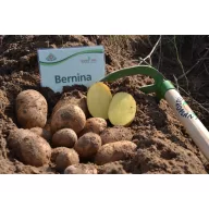 Tuberculi sămânță pentru cartofi Bernina 50 buc