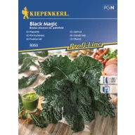Varză creață Black Magic 30 buc semințe Kiepenkerl