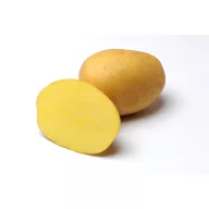 Tuberculi pentru sămânță de cartof Anuschka 50 buc.