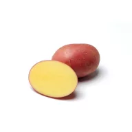 Tubercul de cartof pentru sămânță Red Sonia 50 buc