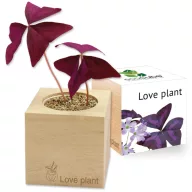 ecocube-Floarea iubirii