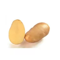   Tubercul de cartof pentru plantare Samba Grill cartofi pentru grătar 50 buc