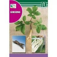 Ginseng Rocalba 4 bucăți
