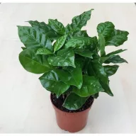 Arbust de cafea arabică (Coffea arabica) 5 semințe