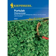 Portulaca de iarnă Kiepenkerl 10 m