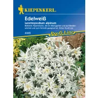 Floare de colț Kiepenkerl 30 buc