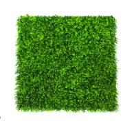 Perete verde cu frunze de buxus Vertical Buxus 1mx1m