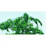 Plasă anti-păsări Easynet PP negru 2x10m (17x17 mm)