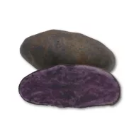   Tuberculi sămânță de cartof violet Blaue St. Galler 50 buc.