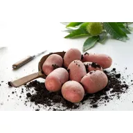 Tubercul de cartof pentru sămânță Ramona 50 bucăți