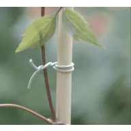   R-FIX bandă de legat pentru fixarea plantelor cățărătoare 50 m