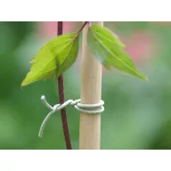   R-FIX bandă de legat pentru fixarea plantelor cățărătoare 50 m